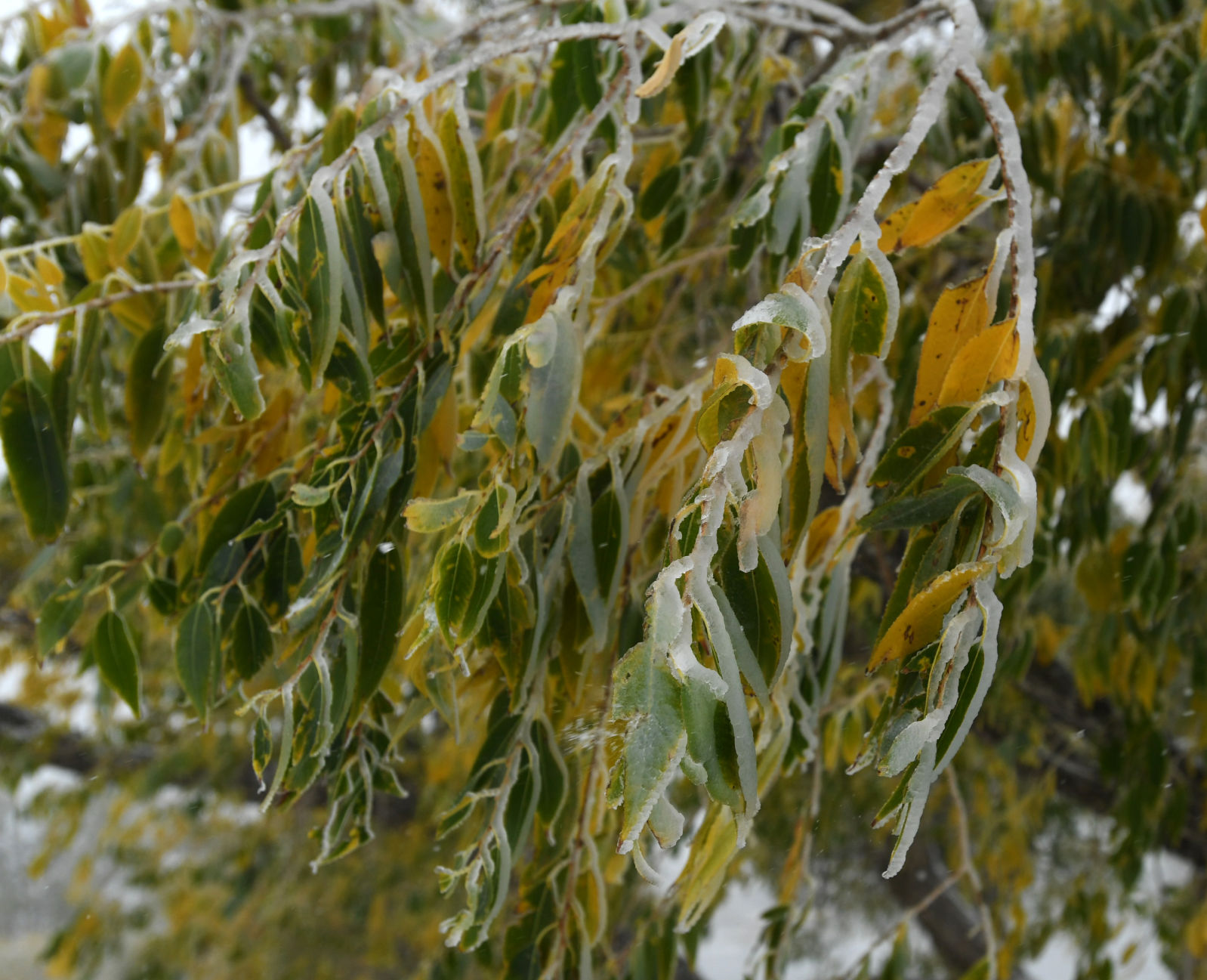 101119-news-weather 03.JPG